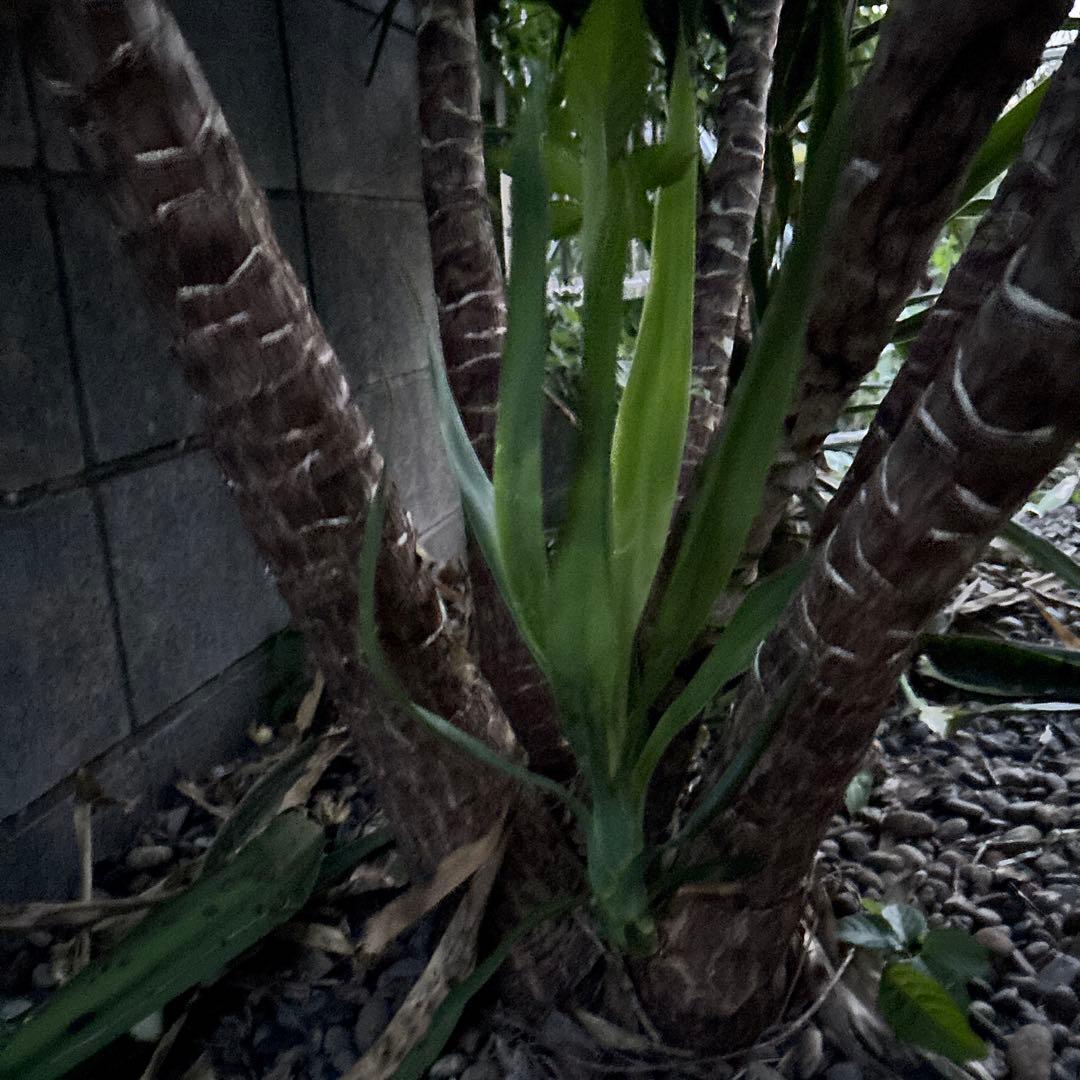 ユッカエレファンティペス-③