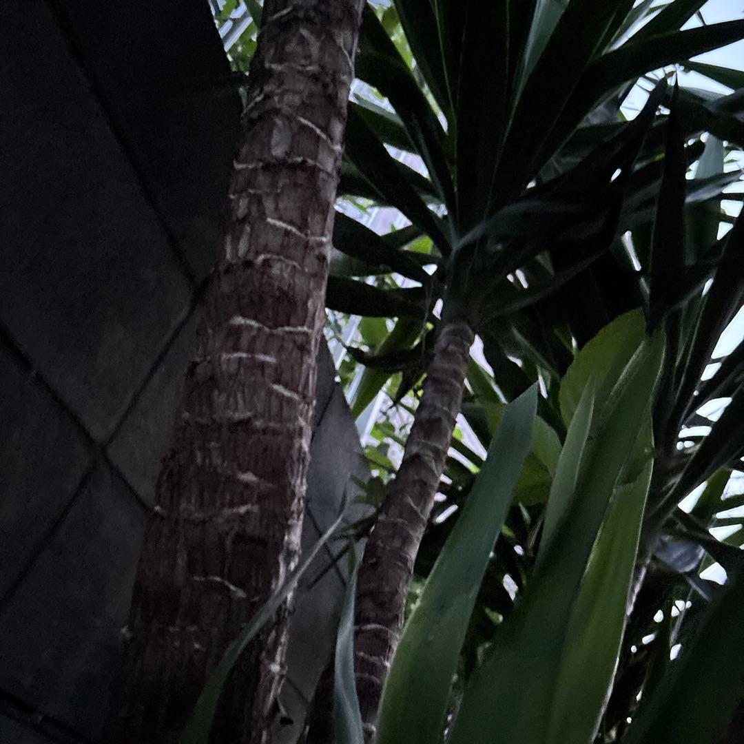 ユッカエレファンティペス-③