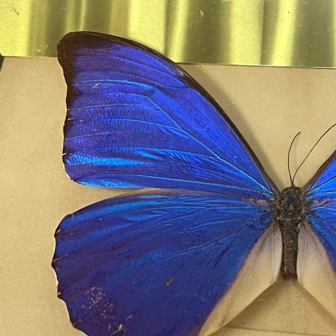 メネラウスモルフォ　蝶　標本　額装