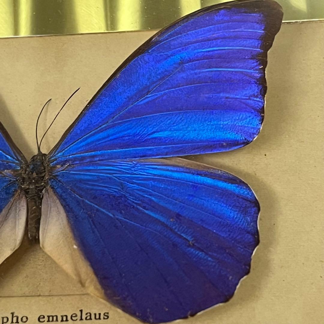 メネラウスモルフォ　蝶　標本　額装
