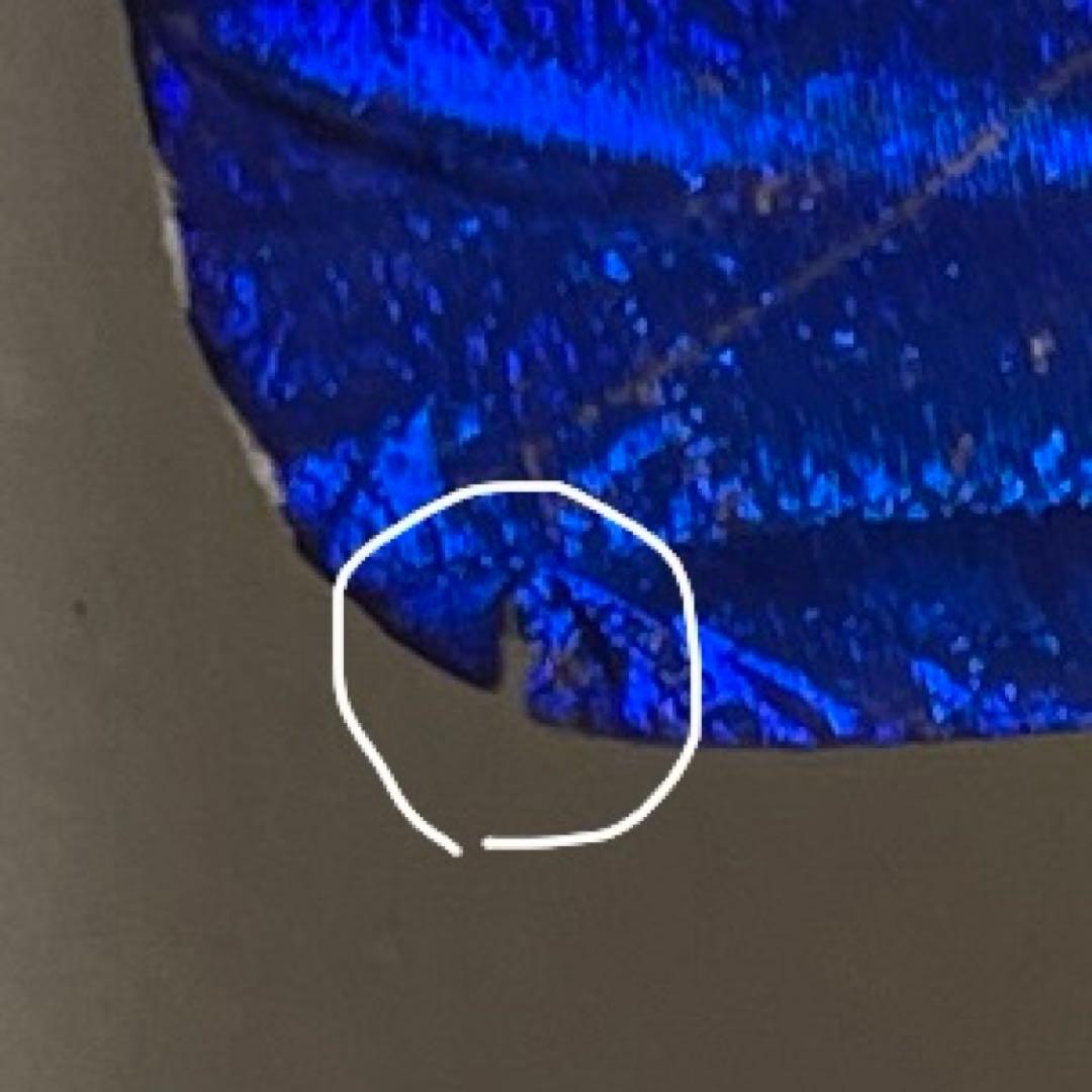 ヘレナモルフォ蝶標本