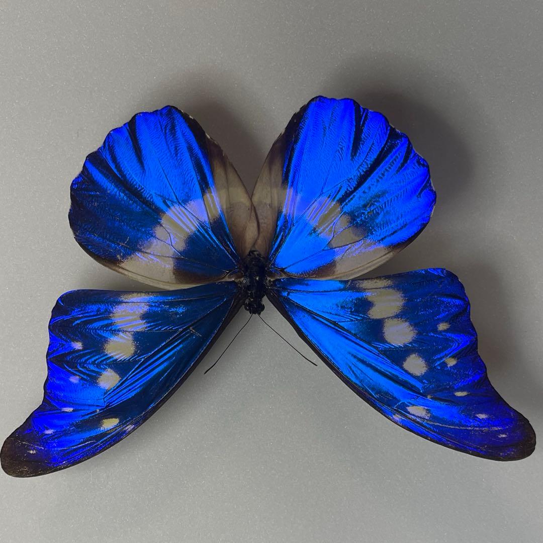 ヘレナモルフォ蝶標本