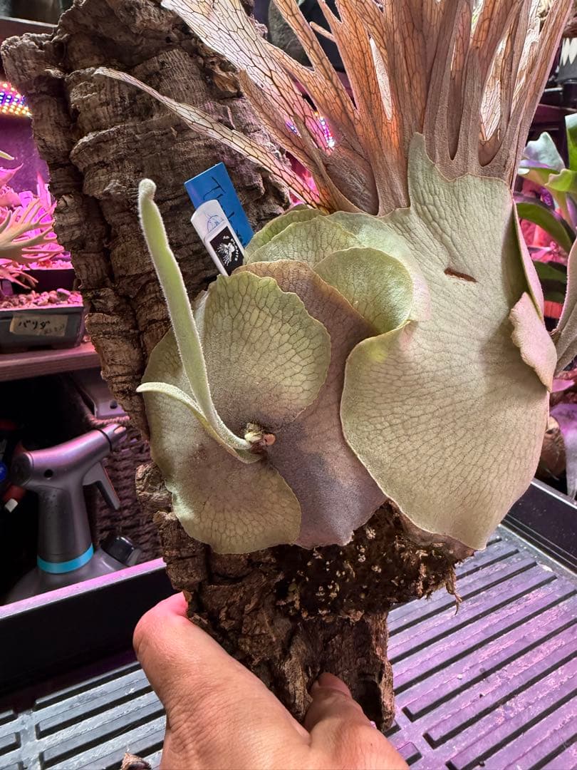 veitchii Auburn  (oc) ビカクシダ　子株　⑥