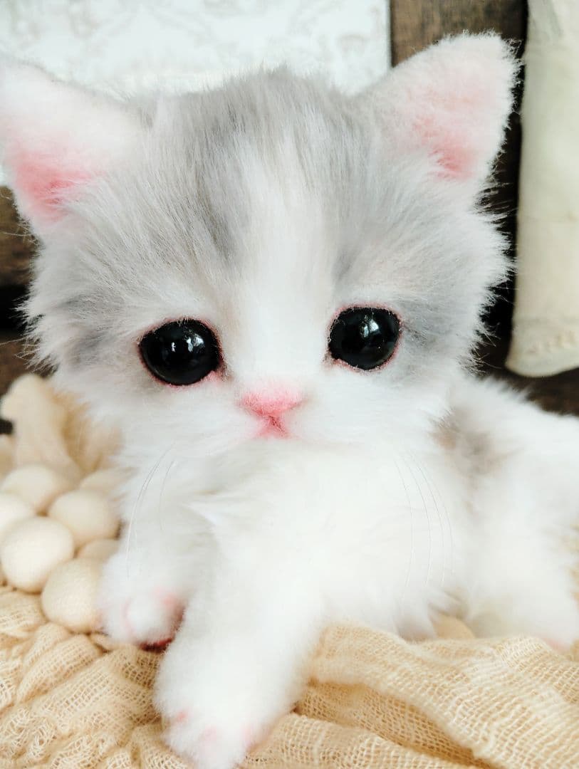 幼猫♡生後２週間♡よちよち期♡子猫の杏ちゃん♡アートドール♡ぬいぐるみ♡