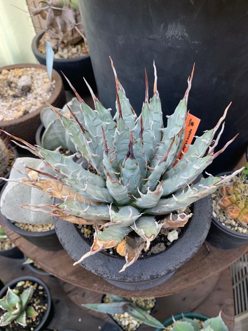 アガベ　エボリスピナ　格安！！早い者勝ち【安心発根済み】