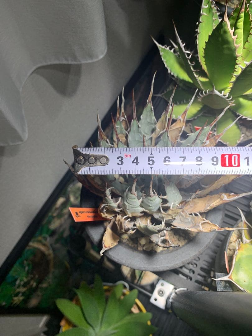 アガベ　エボリスピナ　格安！！早い者勝ち【安心発根済み】