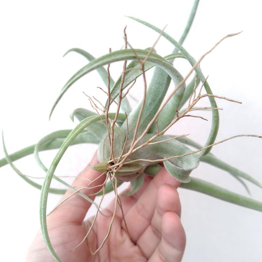 チランジア リーガルルネ