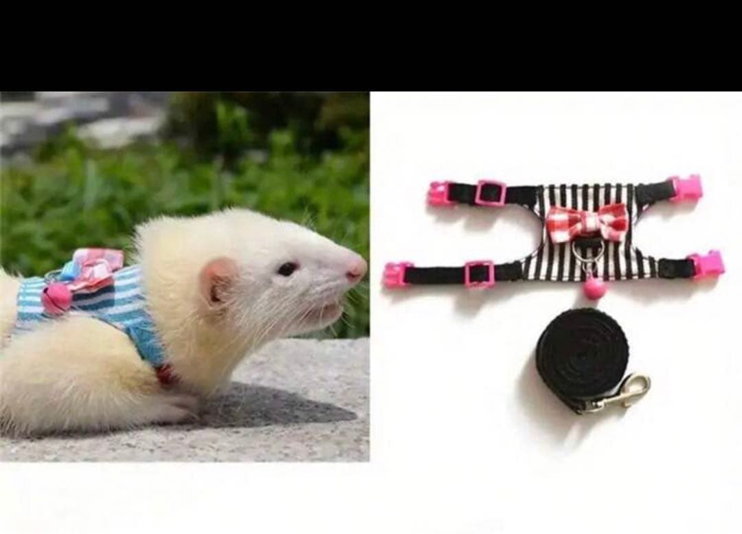 ゴルハム用　セット