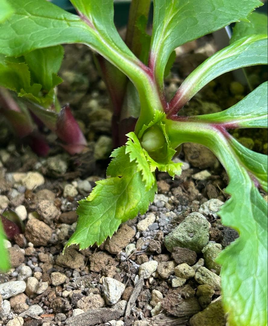 クリスマスローズ　大木ナーサリー　アトロ系オーレア　ss 未株分け　6号　花芽2