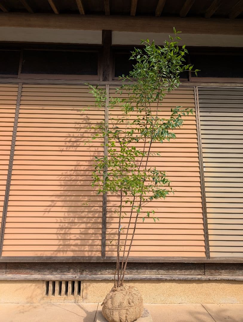 ハイノキ　株立　約1.7m　②