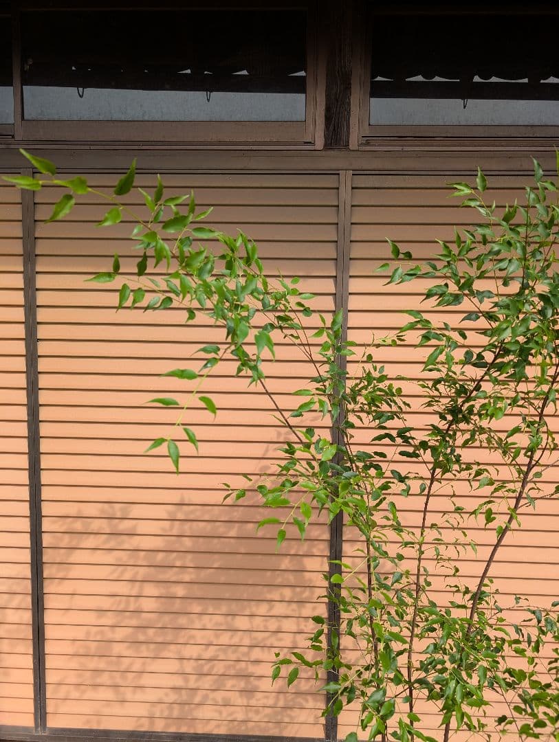 ハイノキ　株立　約1.7m　②