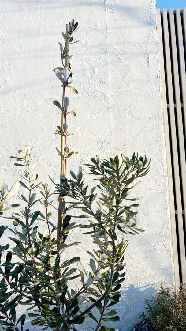 超逸品。バンクシアコースト1.8M(鉢底から)