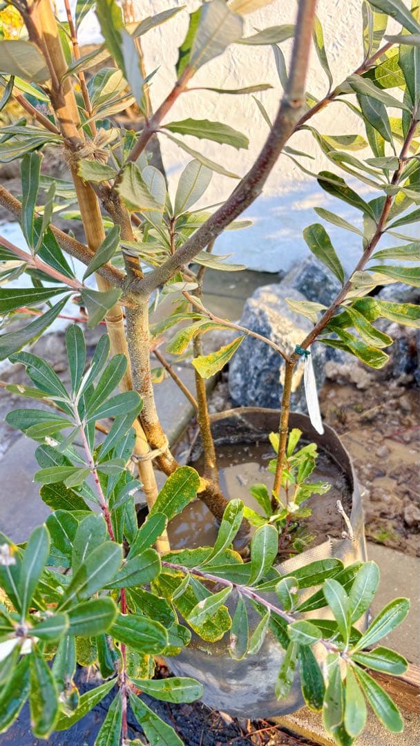 超逸品。バンクシアコースト1.8M(鉢底から)