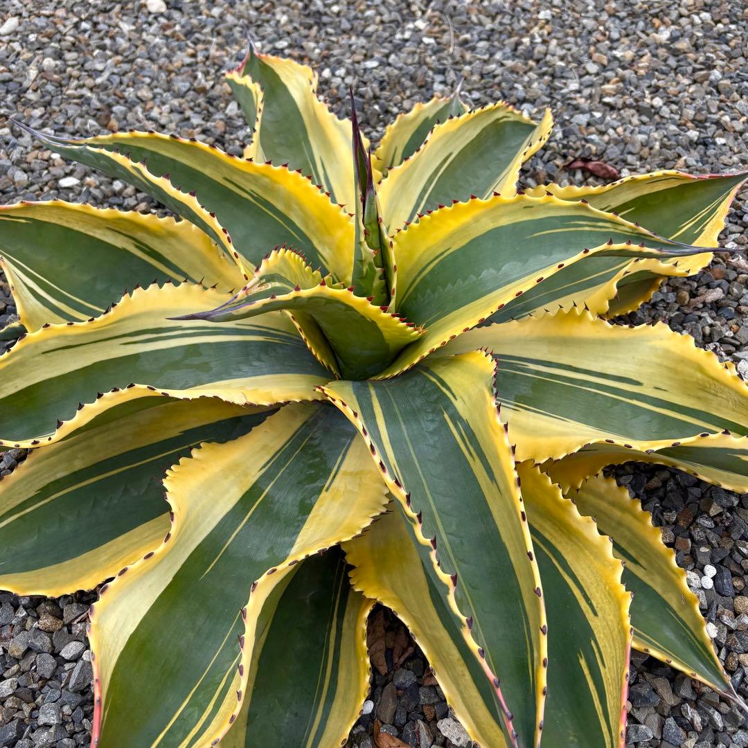 アガベ サルミアナ フェロックス　リップルエフェクト　【鉢ごと発送】　発根済み