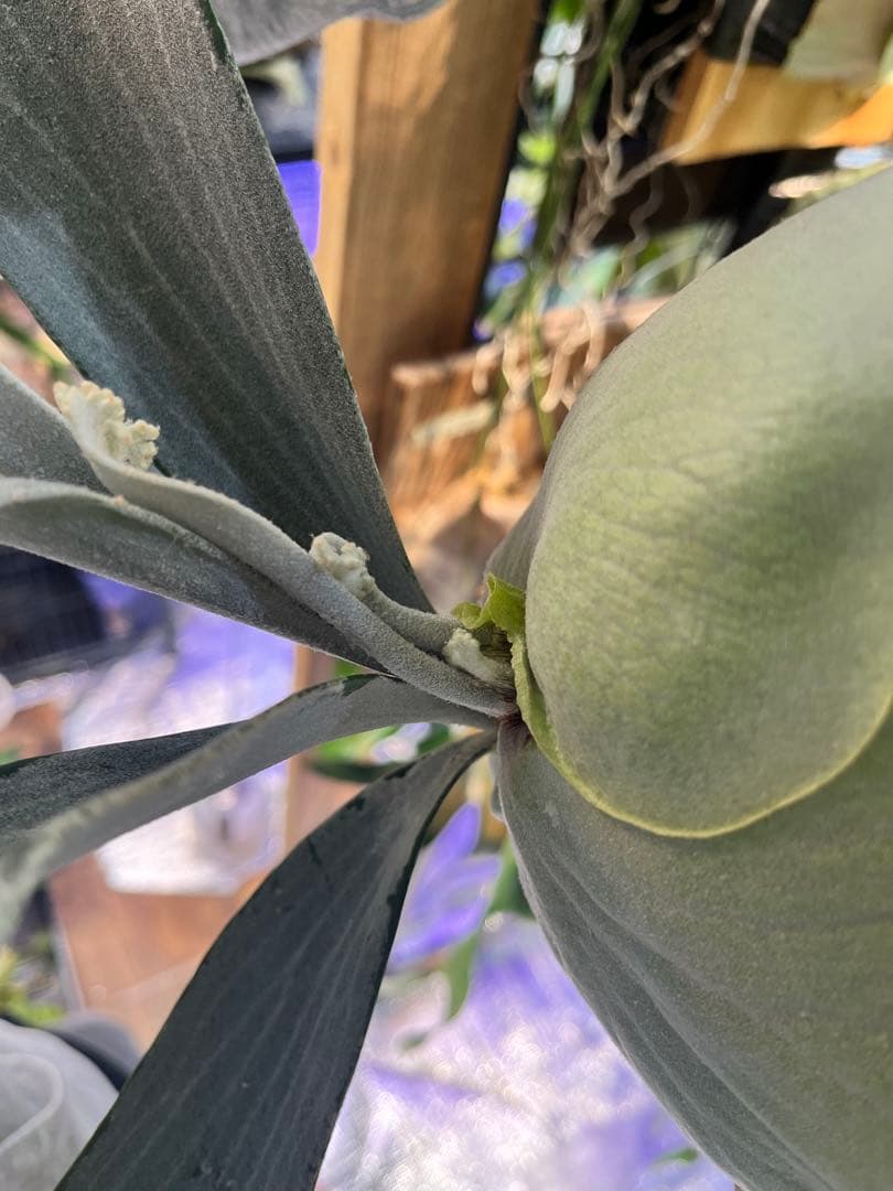 ビカクシダ　E-1 白ビフ　板付　大株