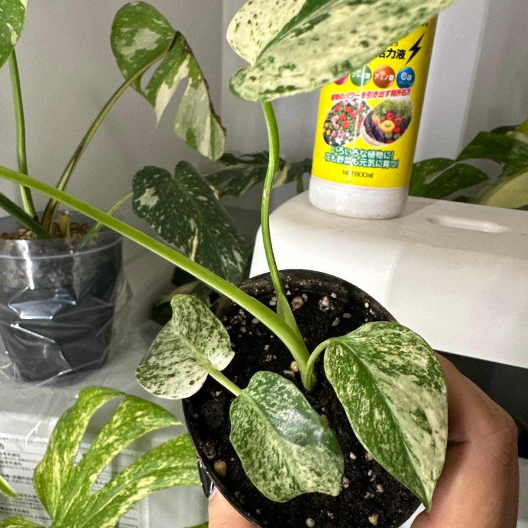 A*y様 モンステラデリシオーサ ミント TC株順化済み 3号株