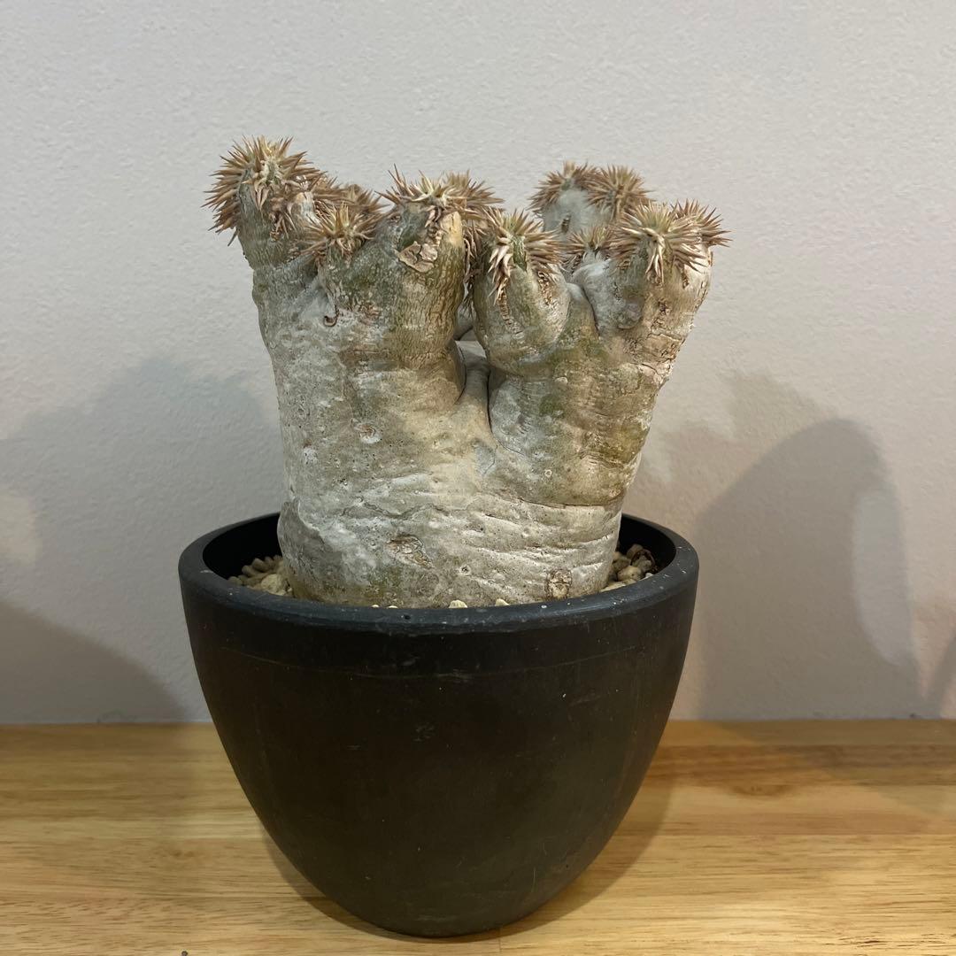 パキポディウム エブレネウム