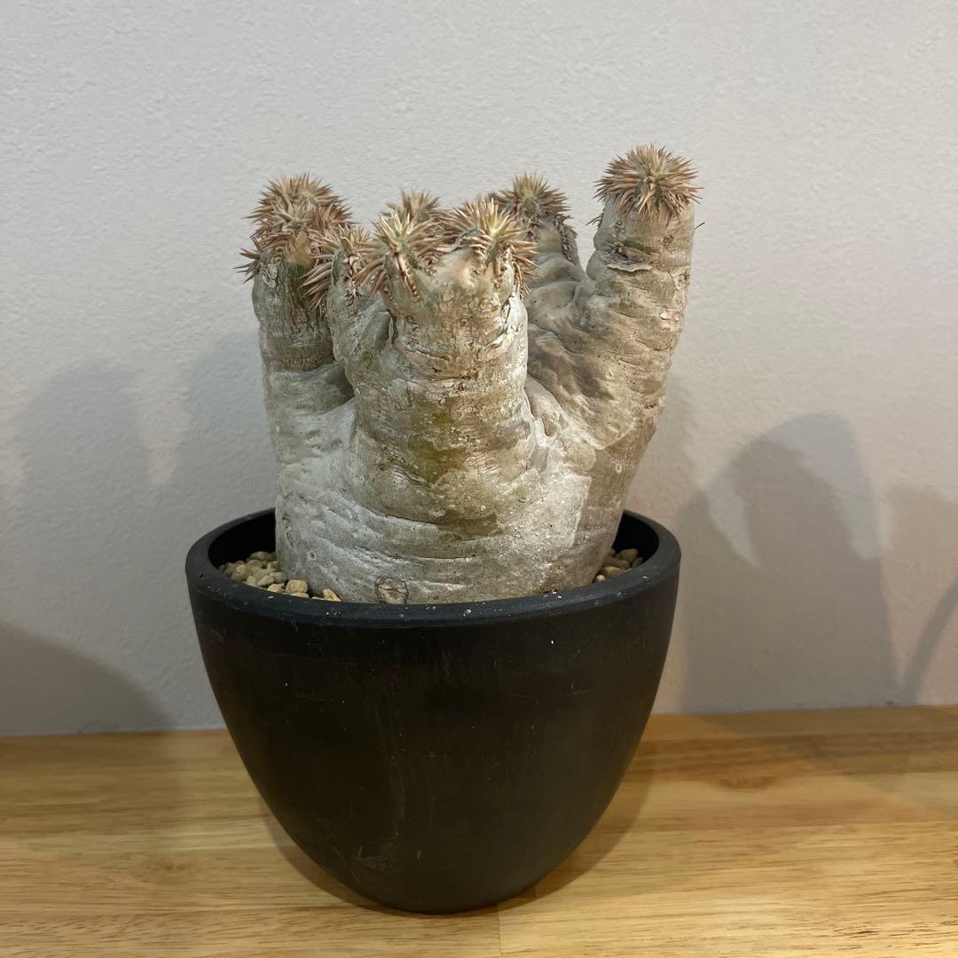 パキポディウム エブレネウム