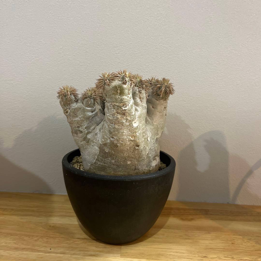 パキポディウム エブレネウム