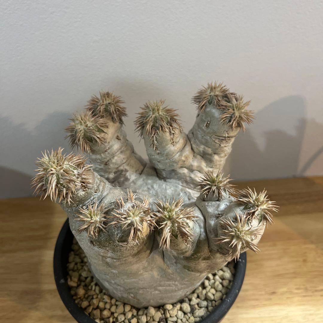 パキポディウム エブレネウム