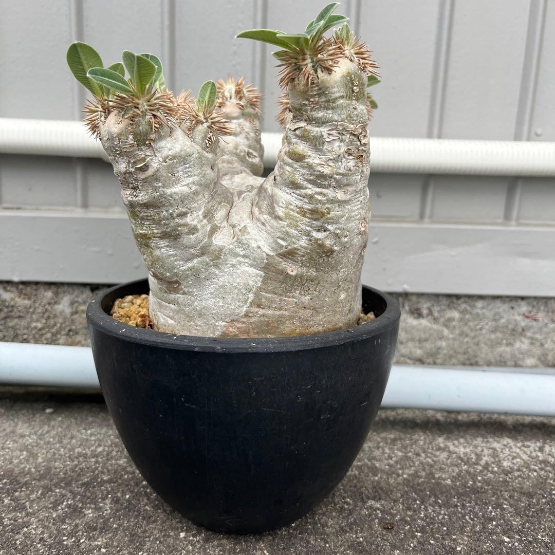 パキポディウム エブレネウム