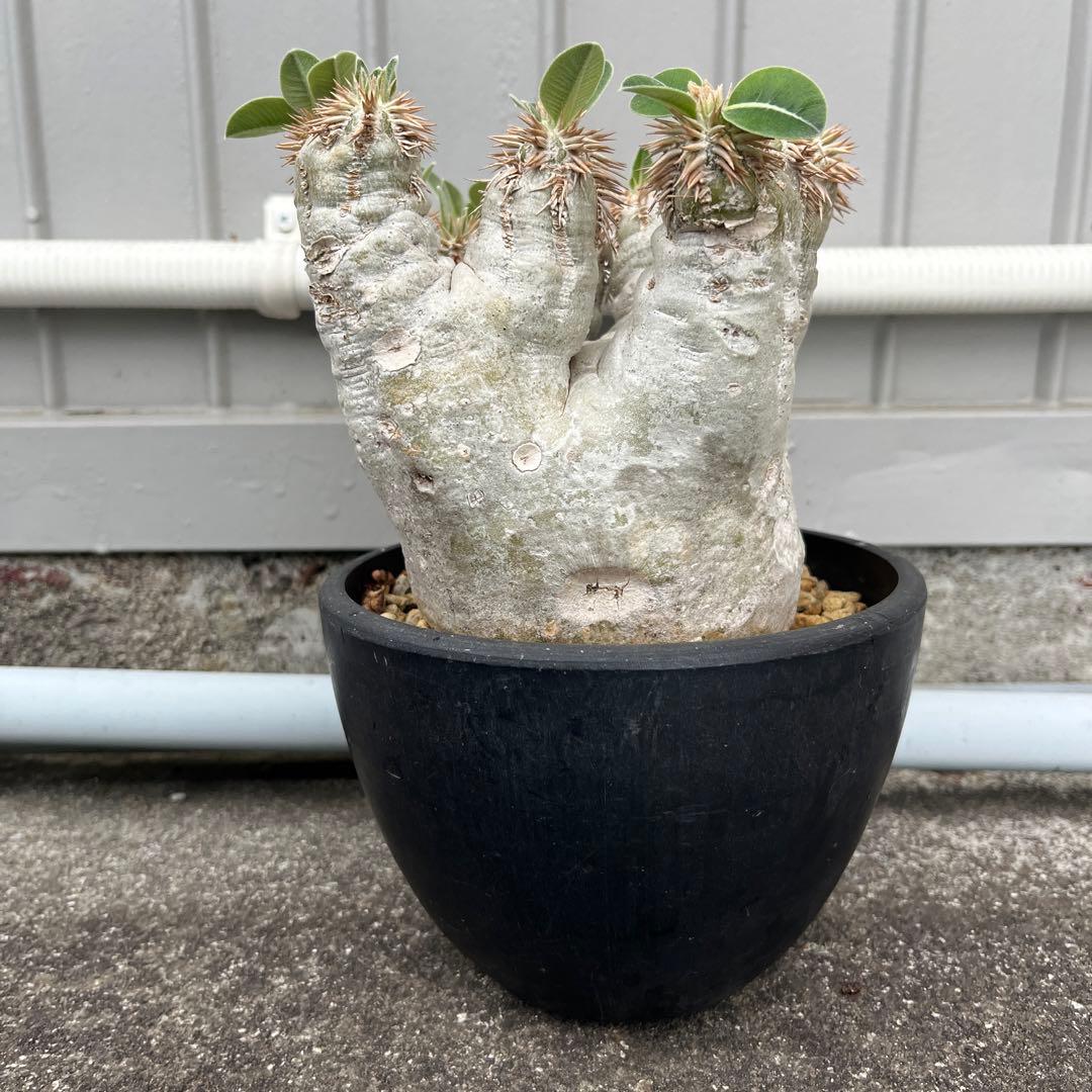 パキポディウム エブレネウム