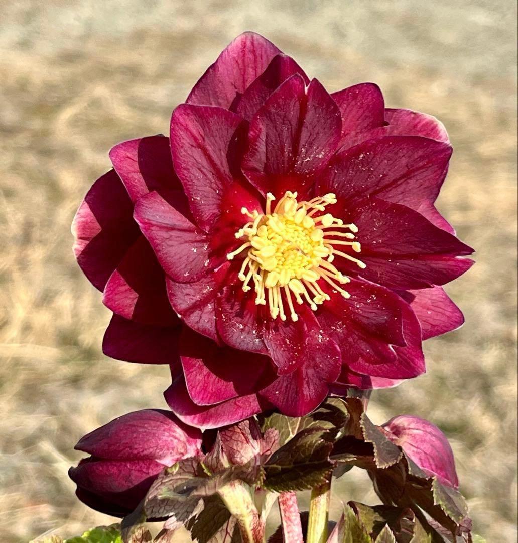 r*o様 3512☘️蕾花付き☘️極上☘️⭐️キラキラ光線⭐️レッド⭐️多花性⭐