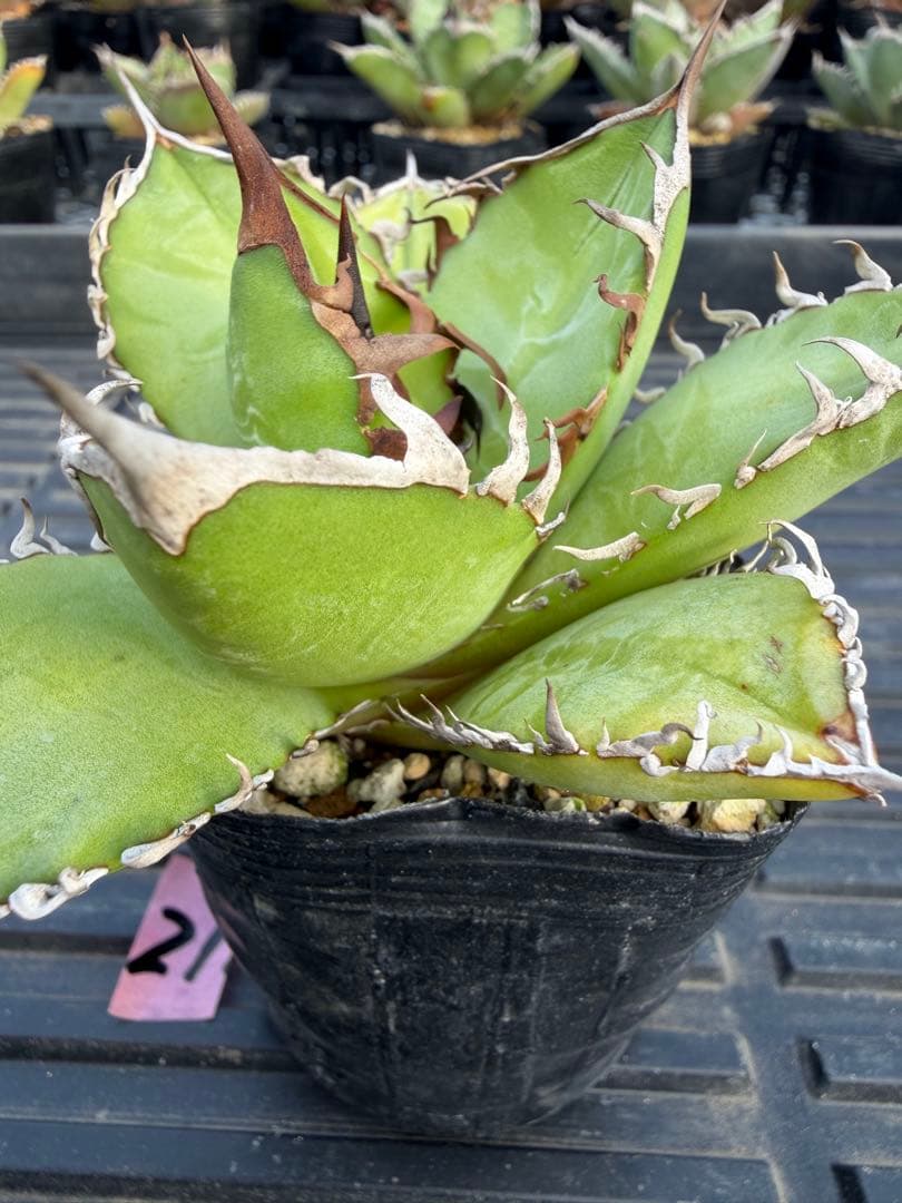 オテロイ　実生コレクション株21