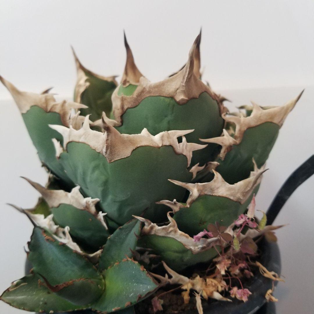 アガベ　チタノタ　オテロイ