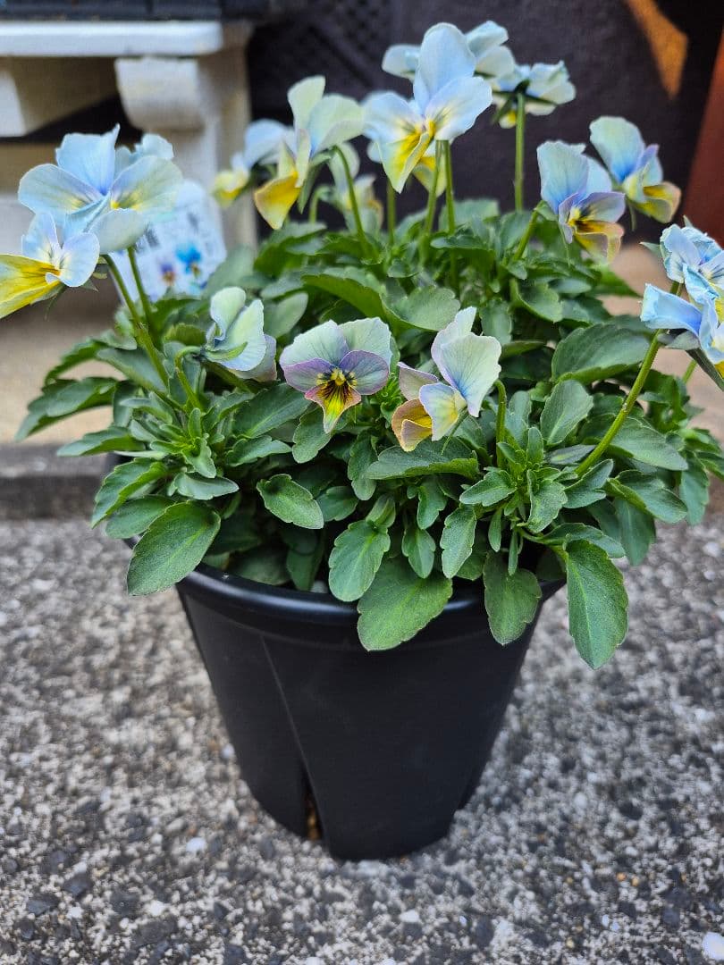 すみれ図鑑①虹色ブルー系