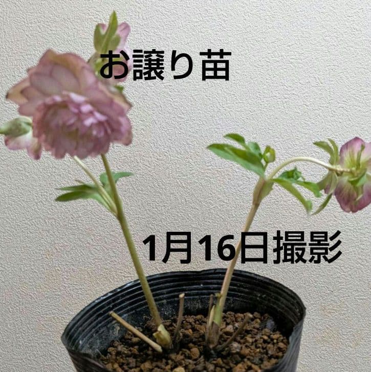 クリスマスローズ　株分け　さくらピンク 多弁アフロディーテ