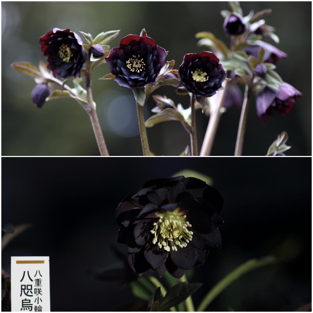 バカ息子と親バカ クリスマスローズ 追加分