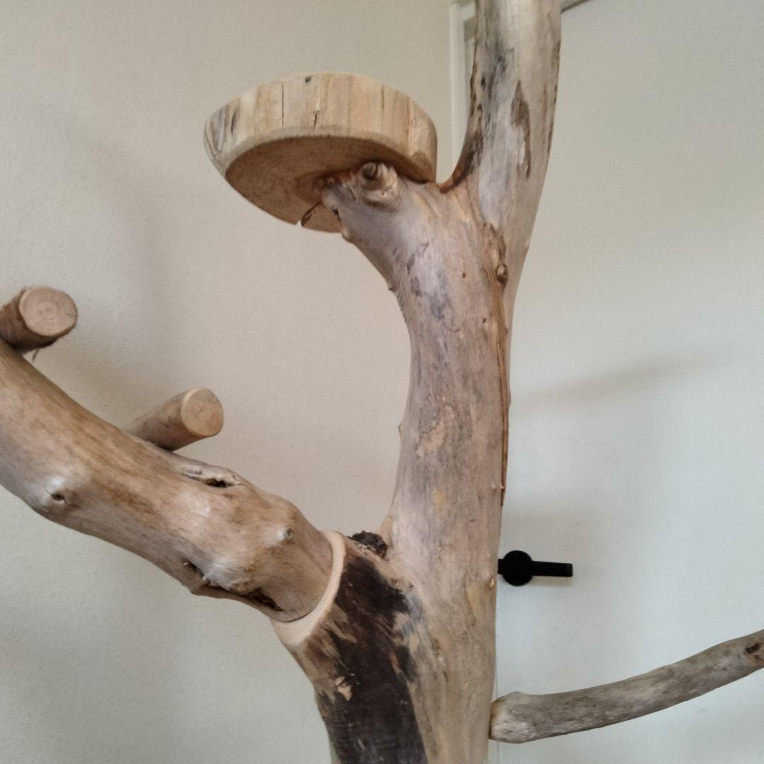 ocean バードアスレチックジム 天然木 自然木 流木 止まり木 インコ