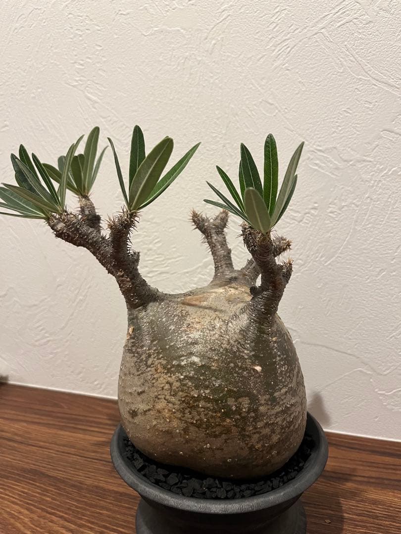 パキポディウム グラキリス　現地株　カタチ製作