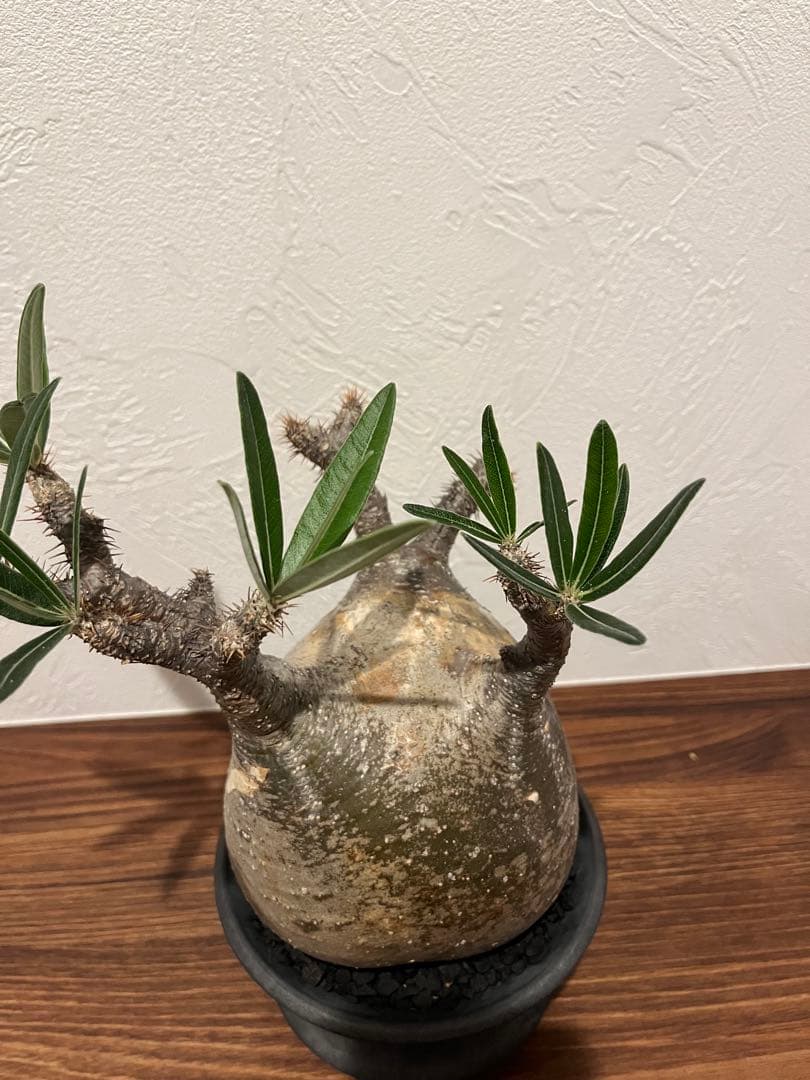 パキポディウム グラキリス　現地株　カタチ製作