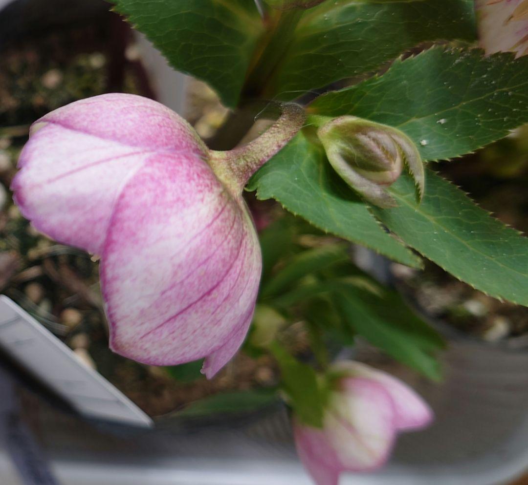 ま*い様 クリスマスローズ　パステリッシュストレイン　苗　小輪　カップ咲き　多花