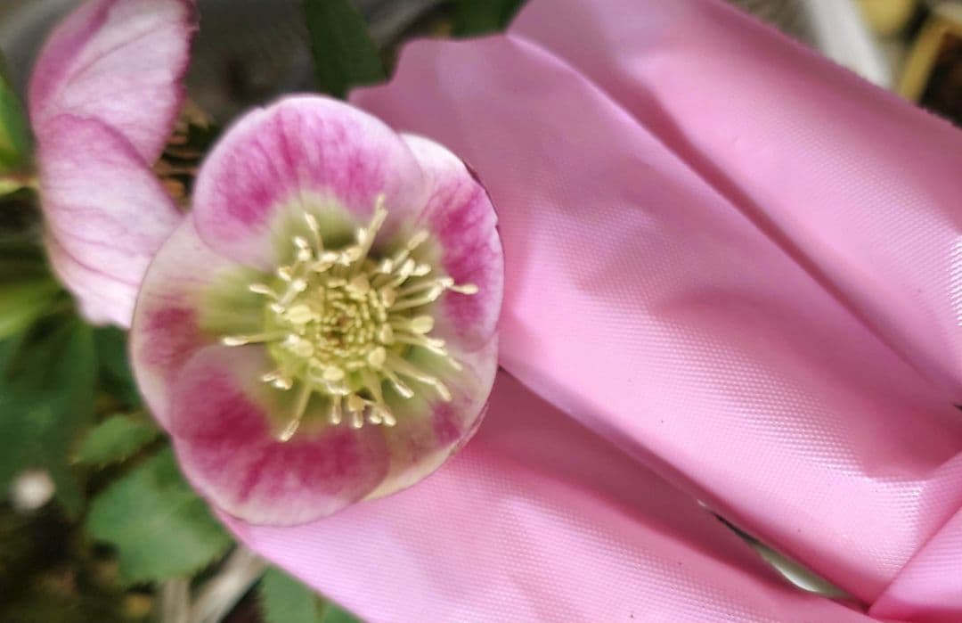 ま*い様 クリスマスローズ　パステリッシュストレイン　苗　小輪　カップ咲き　多花