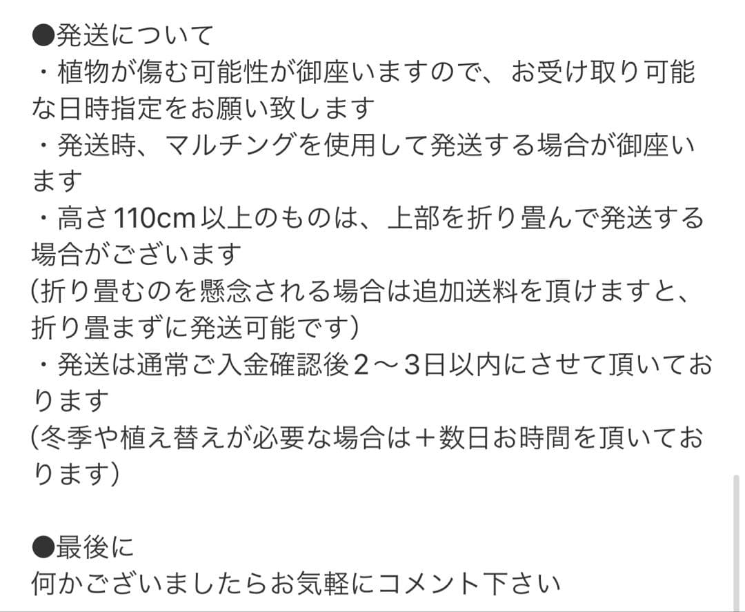 ［現品］32番　ドラセナ　コンシンネ　龍　曲がり　8号　観葉植物　大型　室内