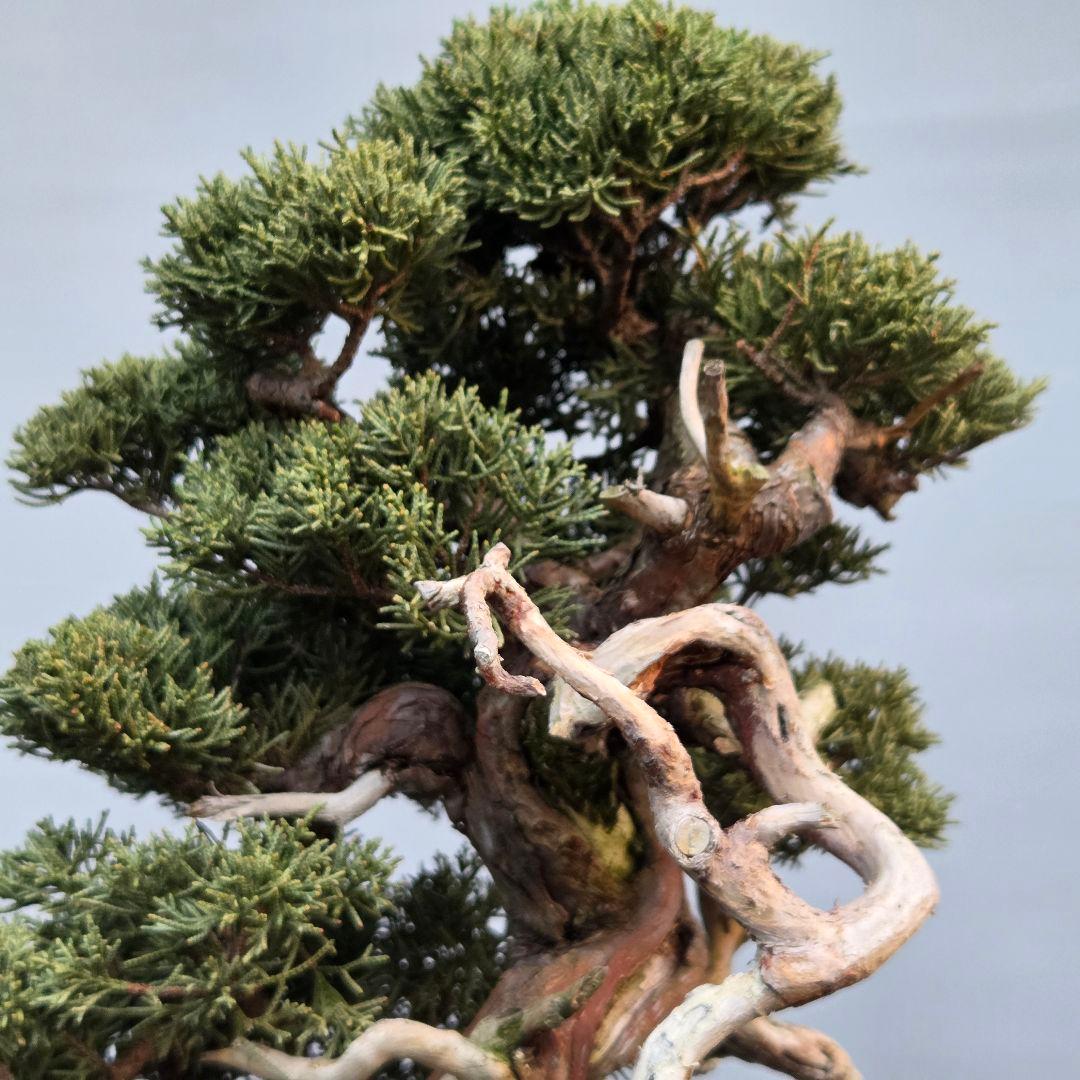 真柏　[山木捻幹模様木]　中品　 山採り