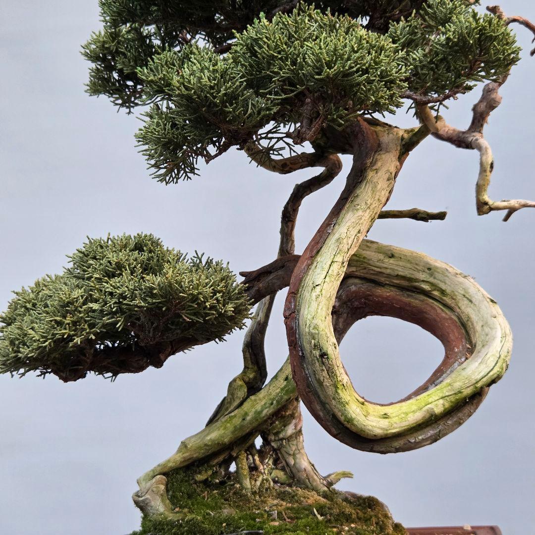 真柏　[山木捻幹模様木]　中品　 山採り
