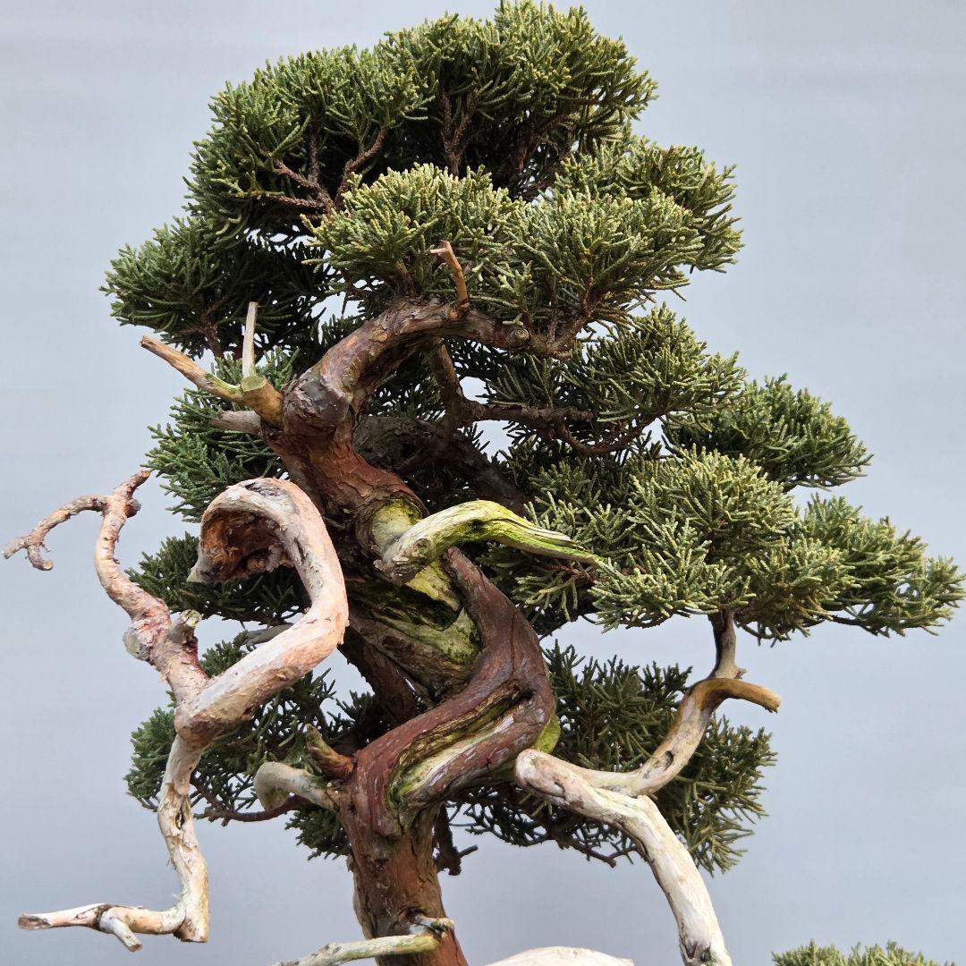 真柏　[山木捻幹模様木]　中品　 山採り