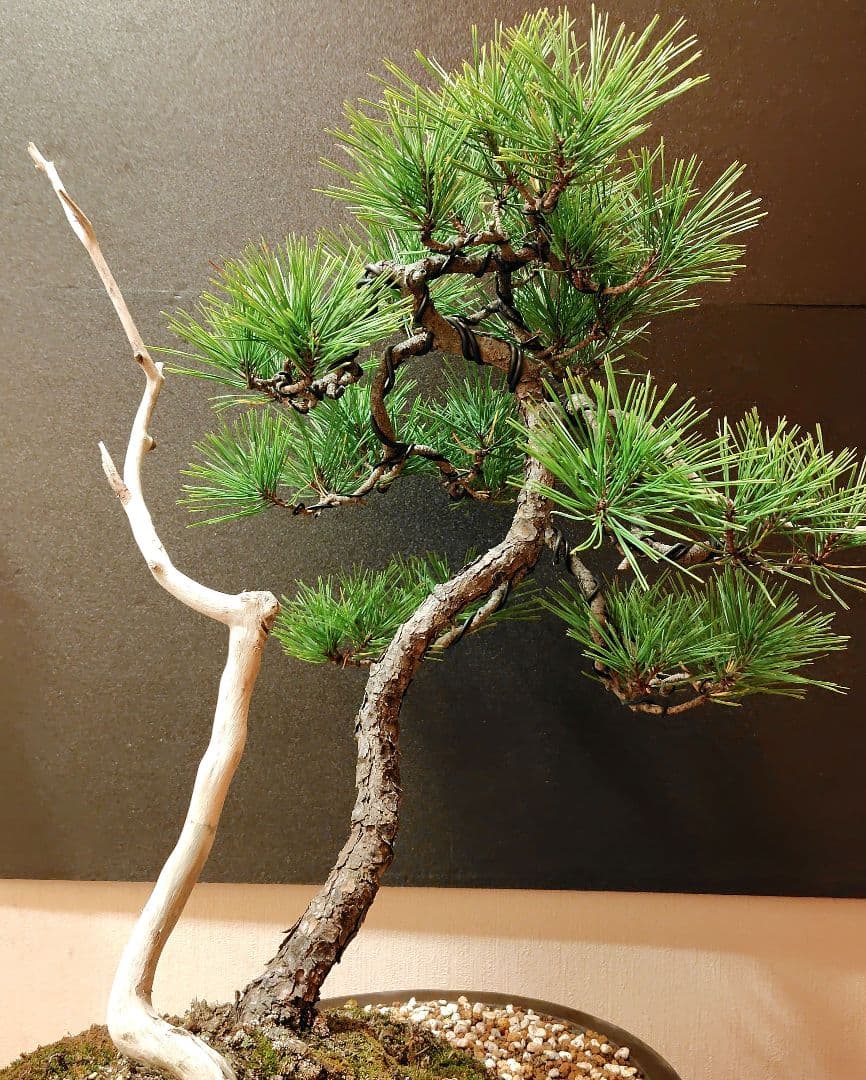 赤松盆栽！