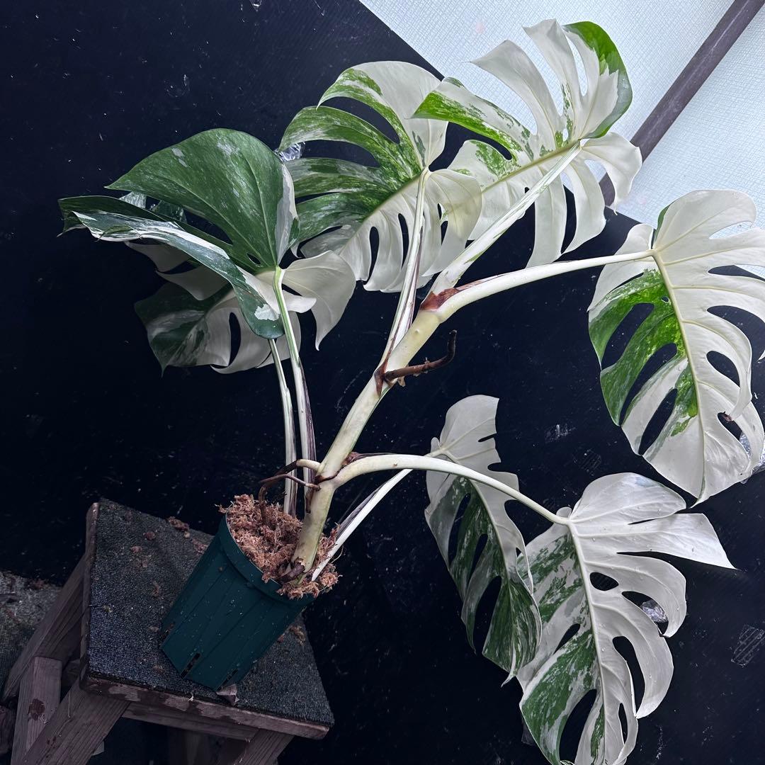 s*9様 斑入りモンステラ ホワイトタイガー極美大株77cm白斑多
