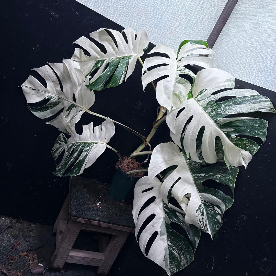 s*9様 斑入りモンステラ ホワイトタイガー極美大株77cm白斑多