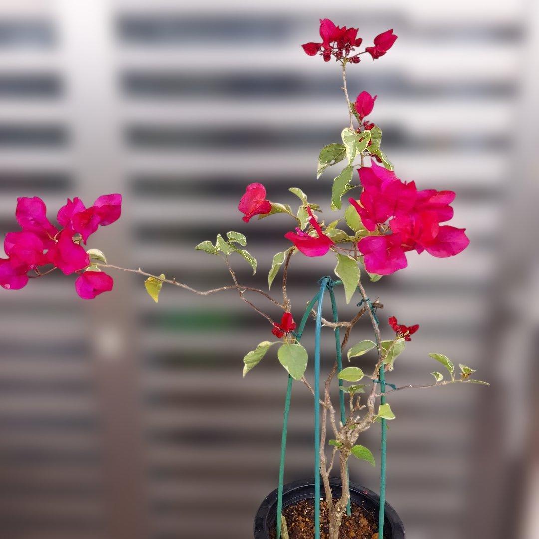 ブーゲンビリア レッド　斑入り‼️No.61　 らくらくメルカリ便発送‼️