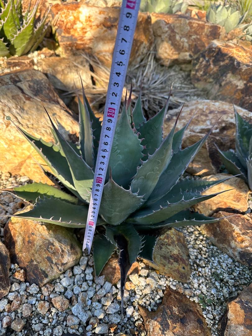 シャウィー　パラサナ　ハイブリッド