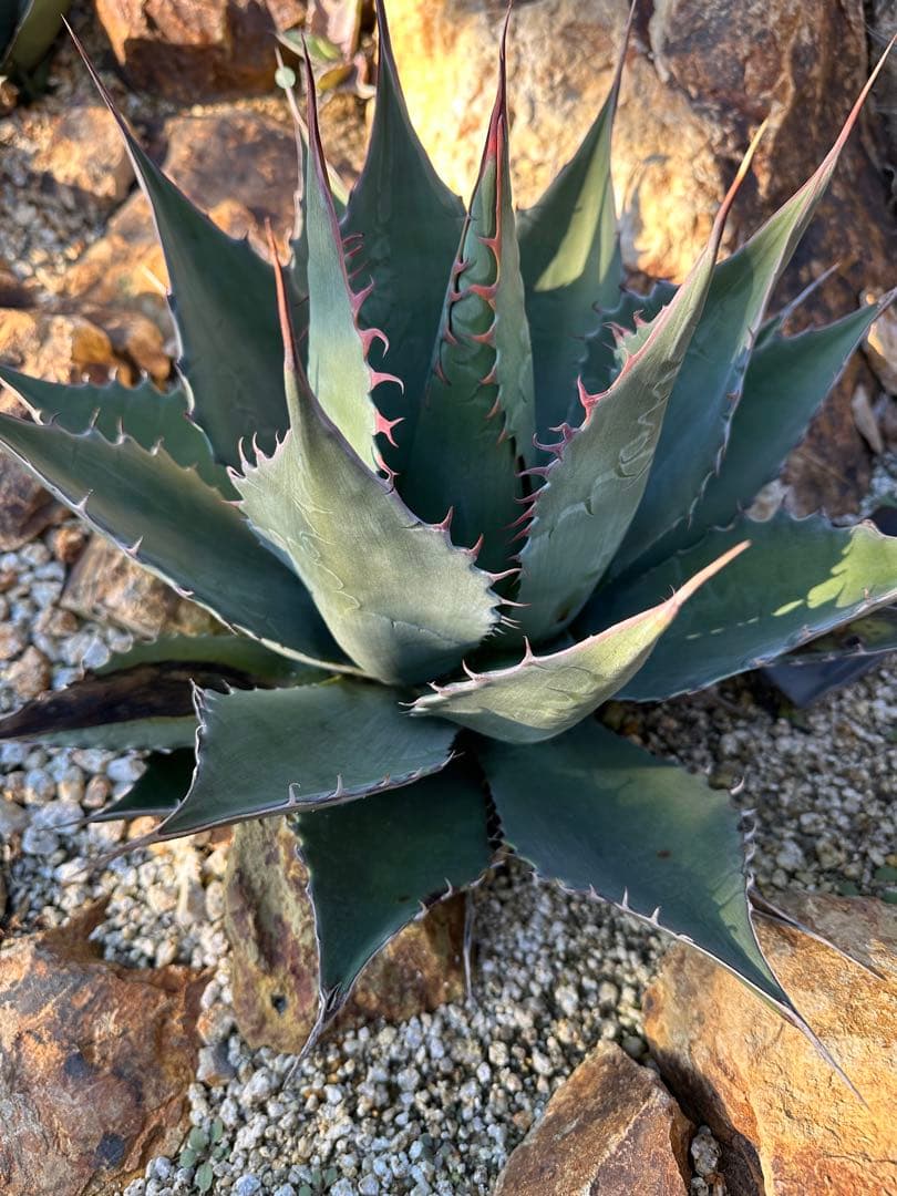 シャウィー　パラサナ　ハイブリッド