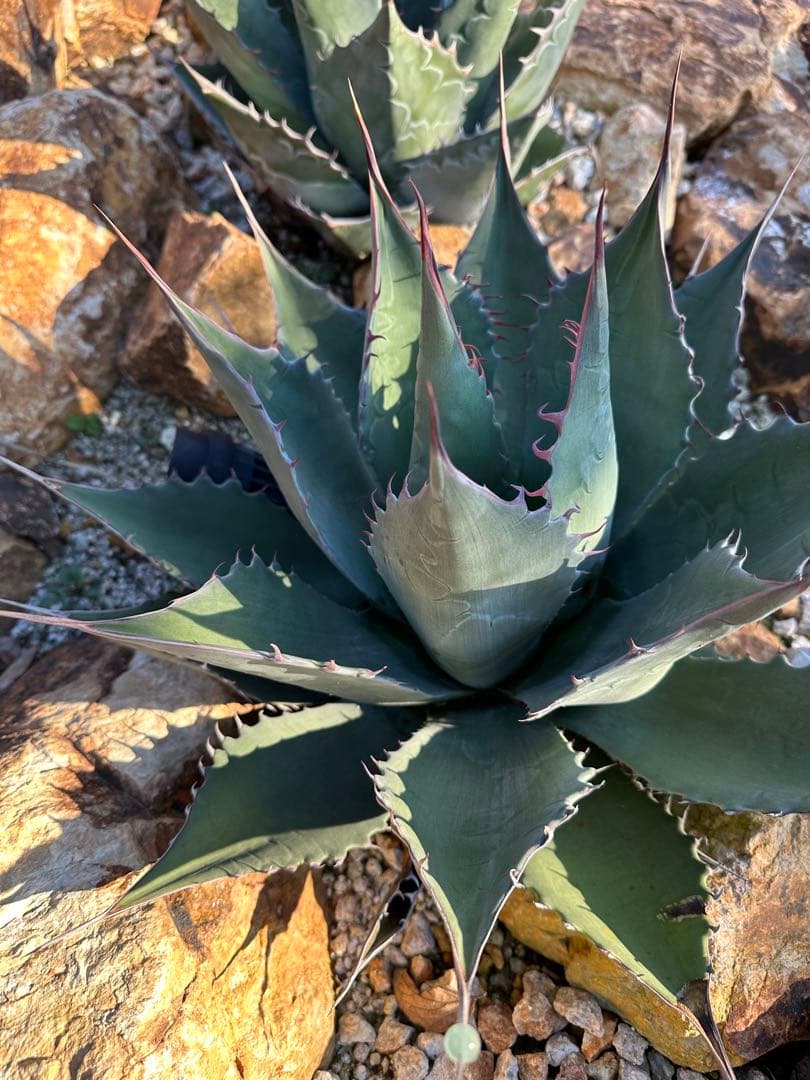 シャウィー　パラサナ　ハイブリッド