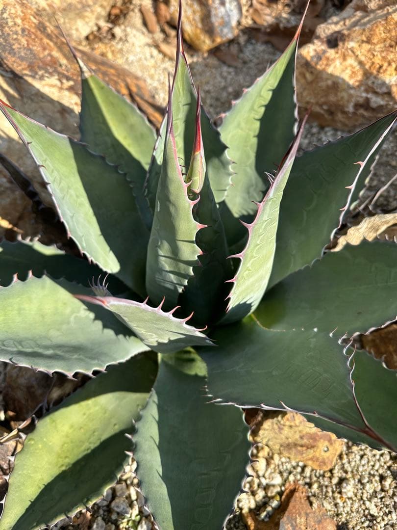 シャウィー　パラサナ　ハイブリッド