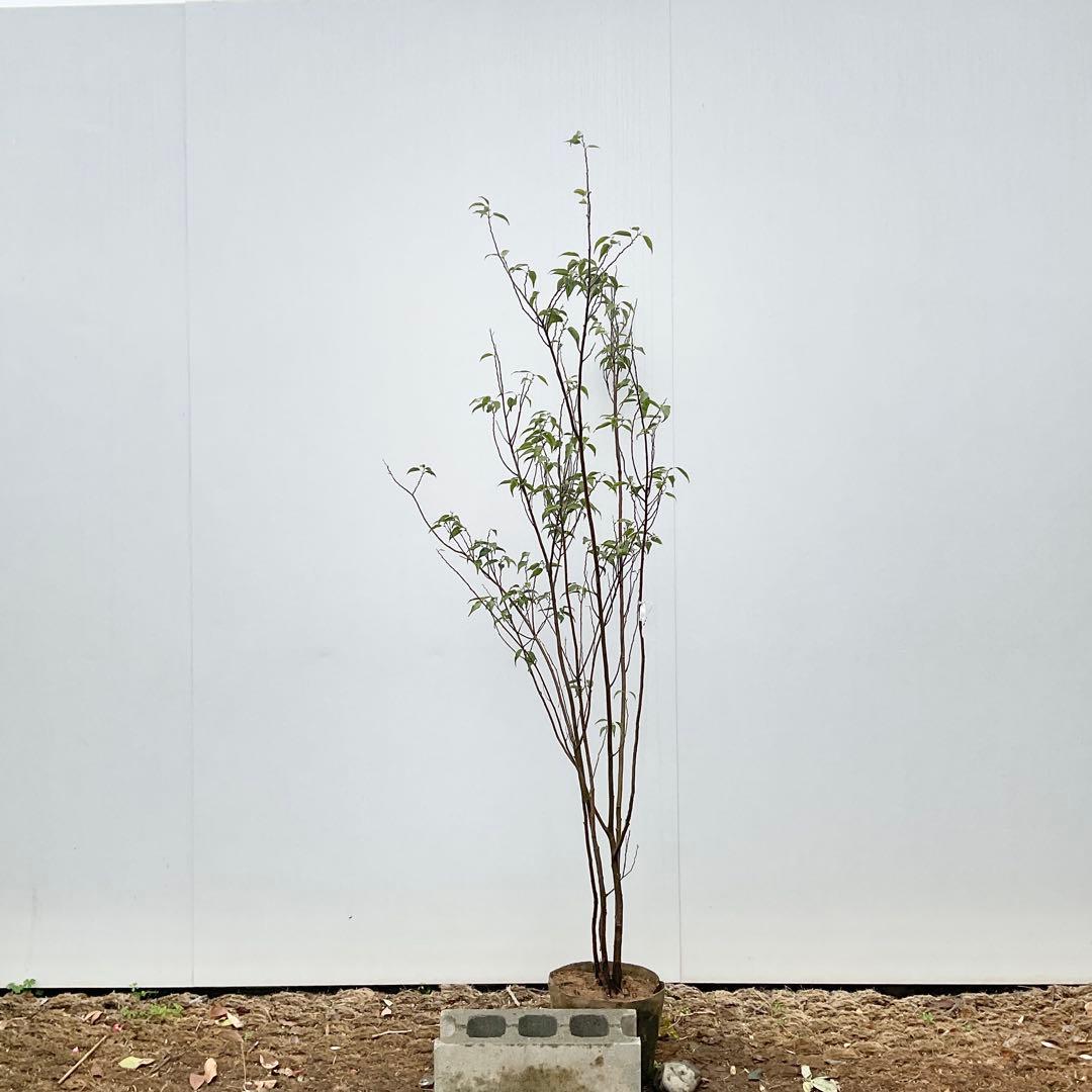 ハイノキ　/ 539 グレースさん専用